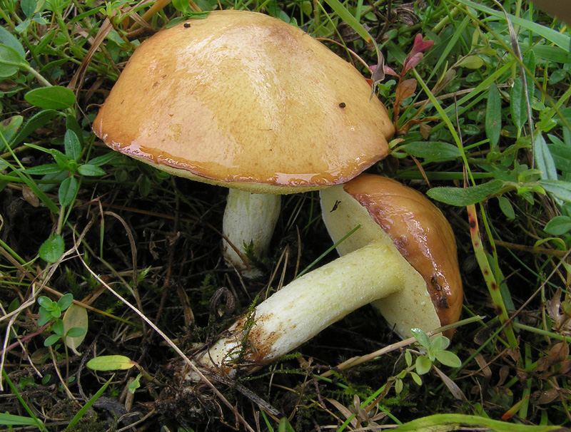 Suillus granulatus